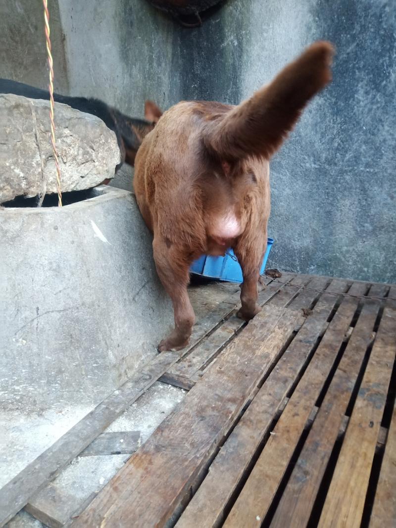 最大的狗狗是什么品种,最大的狗狗排名-第2张图片-后鲨宠物 最大的狗狗是什么品种,最大的狗狗排名-第2张图片-后鲨宠物