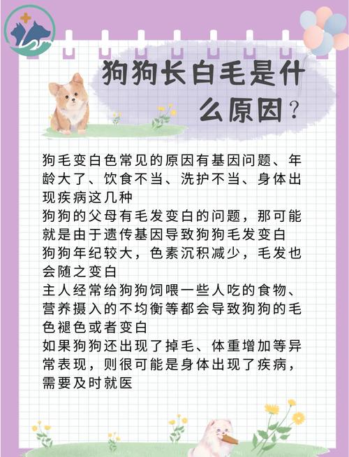 狗狗毛色变白为什么,狗狗毛色变白怎样恢复?-第1张图片-后鲨宠物 狗狗毛色变白为什么,狗狗毛色变白怎样恢复?-第1张图片-后鲨宠物