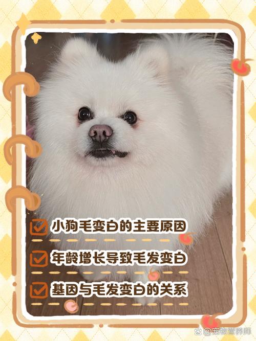 狗狗毛色变白为什么,狗狗毛色变白怎样恢复?-第5张图片-后鲨宠物 狗狗毛色变白为什么,狗狗毛色变白怎样恢复?-第5张图片-后鲨宠物