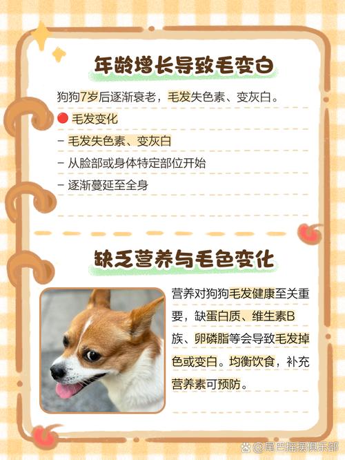 狗狗毛色变白为什么,狗狗毛色变白怎样恢复?-第6张图片-后鲨宠物 狗狗毛色变白为什么,狗狗毛色变白怎样恢复?-第6张图片-后鲨宠物