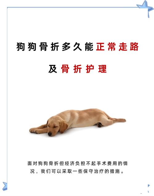 狗狗骨折后几天能消肿_狗狗骨折后多久开始长骨头-第1张图片-后鲨宠物 狗狗骨折后几天能消肿_狗狗骨折后多久开始长骨头-第1张图片-后鲨宠物