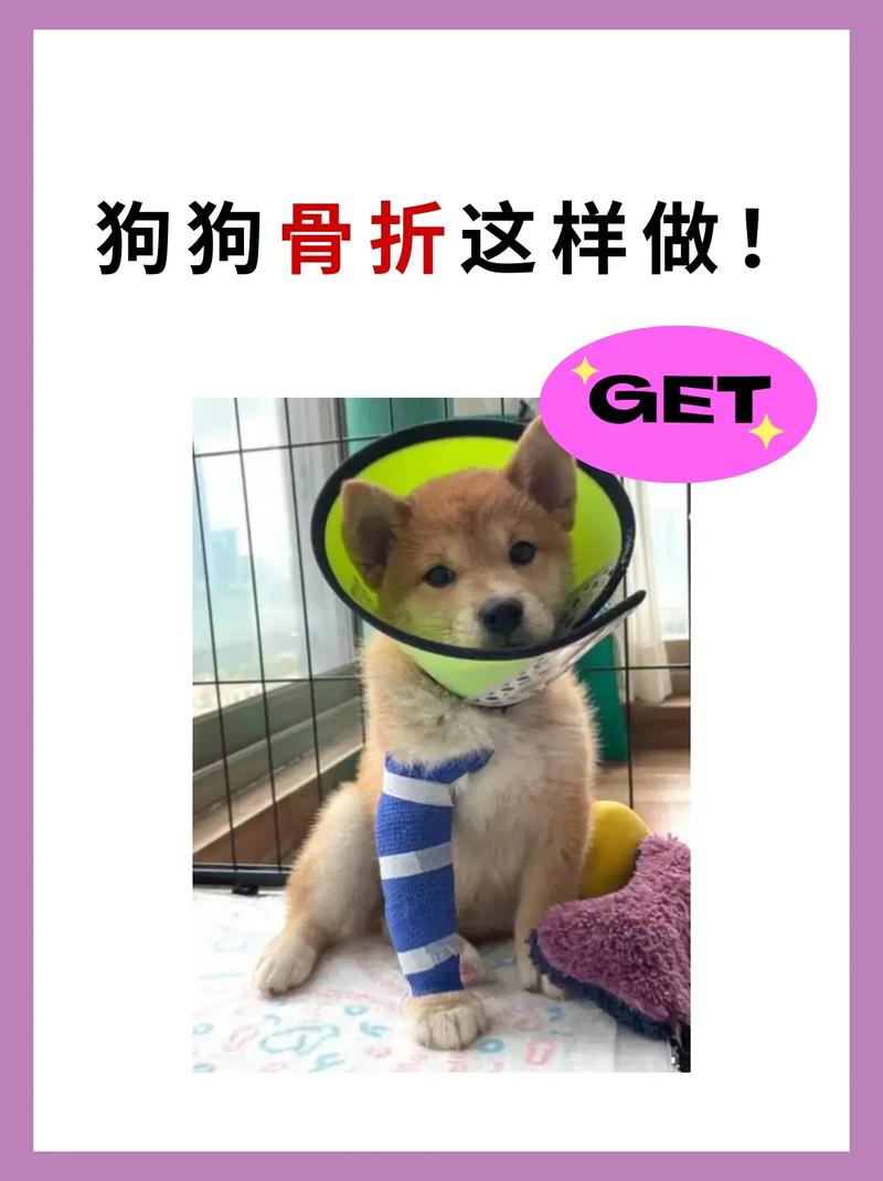 狗狗骨折后几天能消肿_狗狗骨折后多久开始长骨头-第5张图片-后鲨宠物 狗狗骨折后几天能消肿_狗狗骨折后多久开始长骨头-第5张图片-后鲨宠物