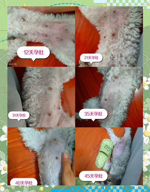 狗狗怀孕有什么反应_狗狗怀孕的反应是什么-第1张图片-后鲨宠物 狗狗怀孕有什么反应_狗狗怀孕的反应是什么-第1张图片-后鲨宠物