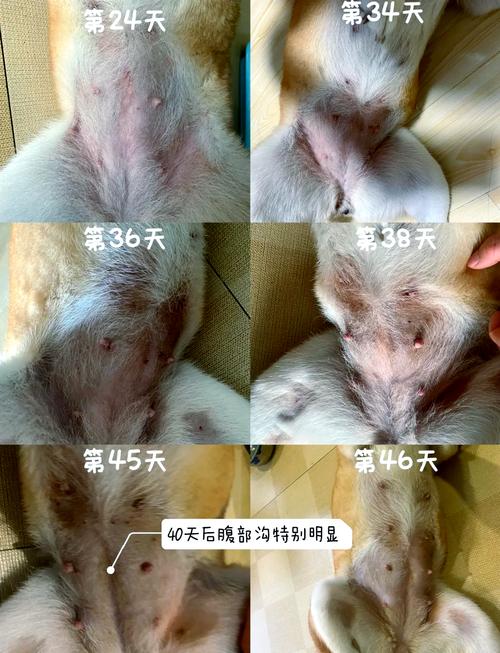 狗狗怀孕有什么反应_狗狗怀孕的反应是什么-第2张图片-后鲨宠物 狗狗怀孕有什么反应_狗狗怀孕的反应是什么-第2张图片-后鲨宠物