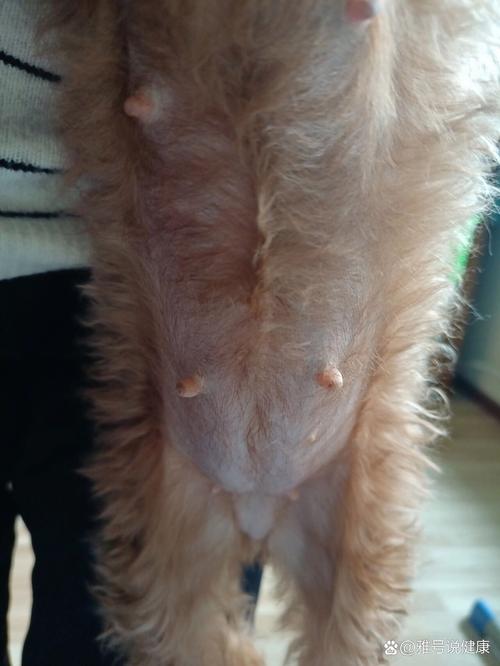 狗狗怀孕有什么反应_狗狗怀孕的反应是什么-第5张图片-后鲨宠物 狗狗怀孕有什么反应_狗狗怀孕的反应是什么-第5张图片-后鲨宠物