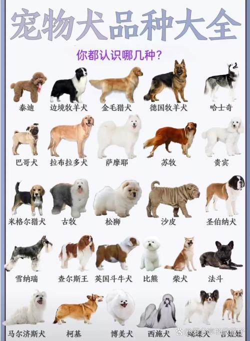 什么狗狗最温顺_什么狗狗最温顺不咬人能保护孩子-第1张图片-后鲨宠物 什么狗狗最温顺_什么狗狗最温顺不咬人能保护孩子-第1张图片-后鲨宠物