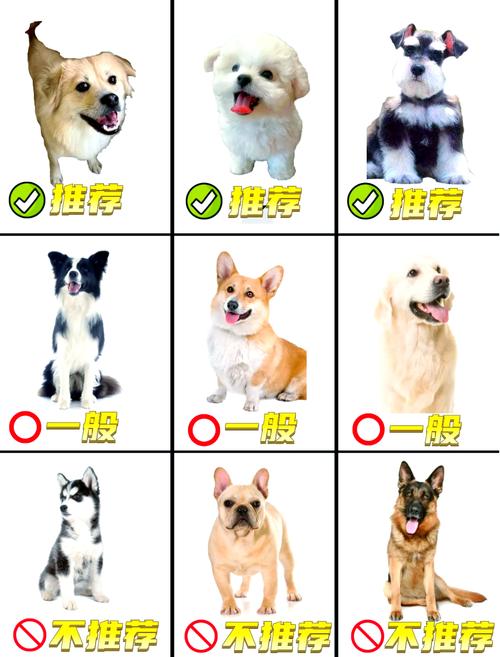 什么狗狗最温顺_什么狗狗最温顺不咬人能保护孩子-第2张图片-后鲨宠物 什么狗狗最温顺_什么狗狗最温顺不咬人能保护孩子-第2张图片-后鲨宠物