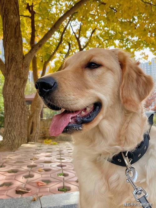 什么狗狗最温顺_什么狗狗最温顺不咬人能保护孩子-第5张图片-后鲨宠物 什么狗狗最温顺_什么狗狗最温顺不咬人能保护孩子-第5张图片-后鲨宠物