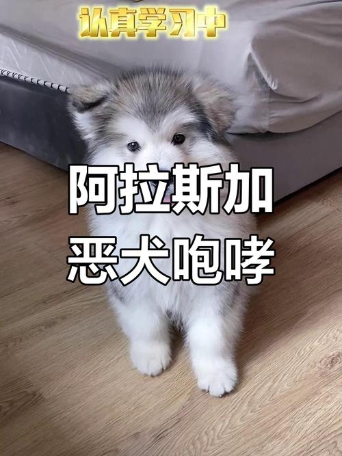  狗狗嚎叫是什么意思，狗狗嚎叫是怎么回事-第1张图片-后鲨宠物