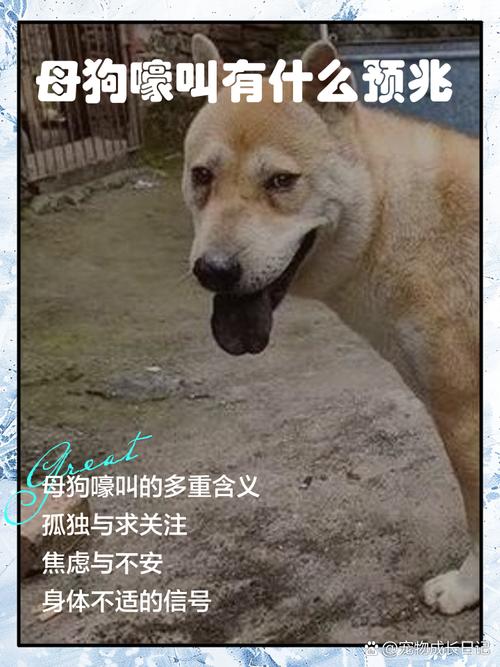  狗狗嚎叫是什么意思，狗狗嚎叫是怎么回事-第6张图片-后鲨宠物