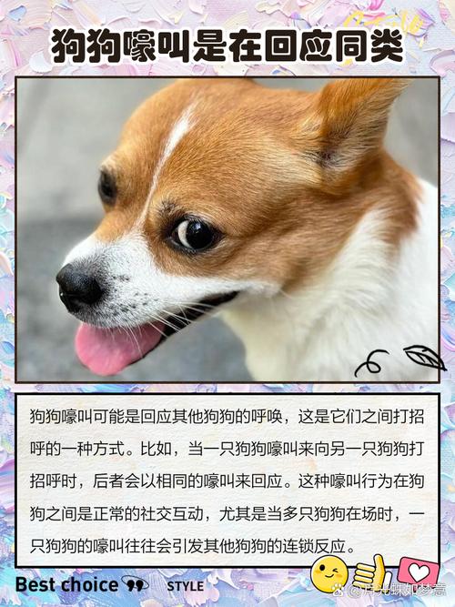  狗狗嚎叫是什么意思，狗狗嚎叫是怎么回事-第5张图片-后鲨宠物