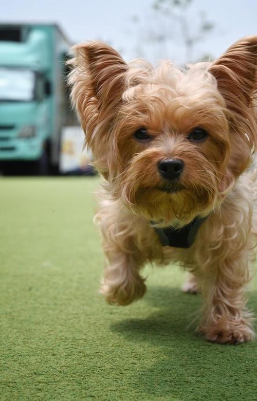 狗狗可以吃香菇吗,狗能吃香菇嘛?-第1张图片-后鲨宠物 狗狗可以吃香菇吗,狗能吃香菇嘛?-第1张图片-后鲨宠物