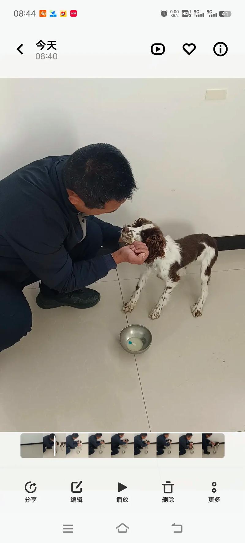 狗狗可以吃香菇吗,狗能吃香菇嘛?-第3张图片-后鲨宠物 狗狗可以吃香菇吗,狗能吃香菇嘛?-第3张图片-后鲨宠物