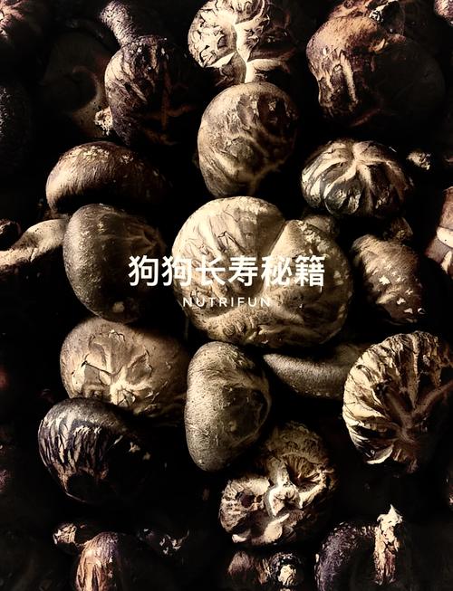 狗狗可以吃香菇吗,狗能吃香菇嘛?-第4张图片-后鲨宠物 狗狗可以吃香菇吗,狗能吃香菇嘛?-第4张图片-后鲨宠物