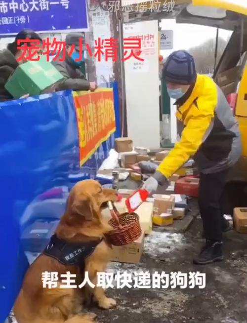 狗狗能发快递吗,狗狗能寄快递吗?-第1张图片-后鲨宠物 狗狗能发快递吗,狗狗能寄快递吗?-第1张图片-后鲨宠物