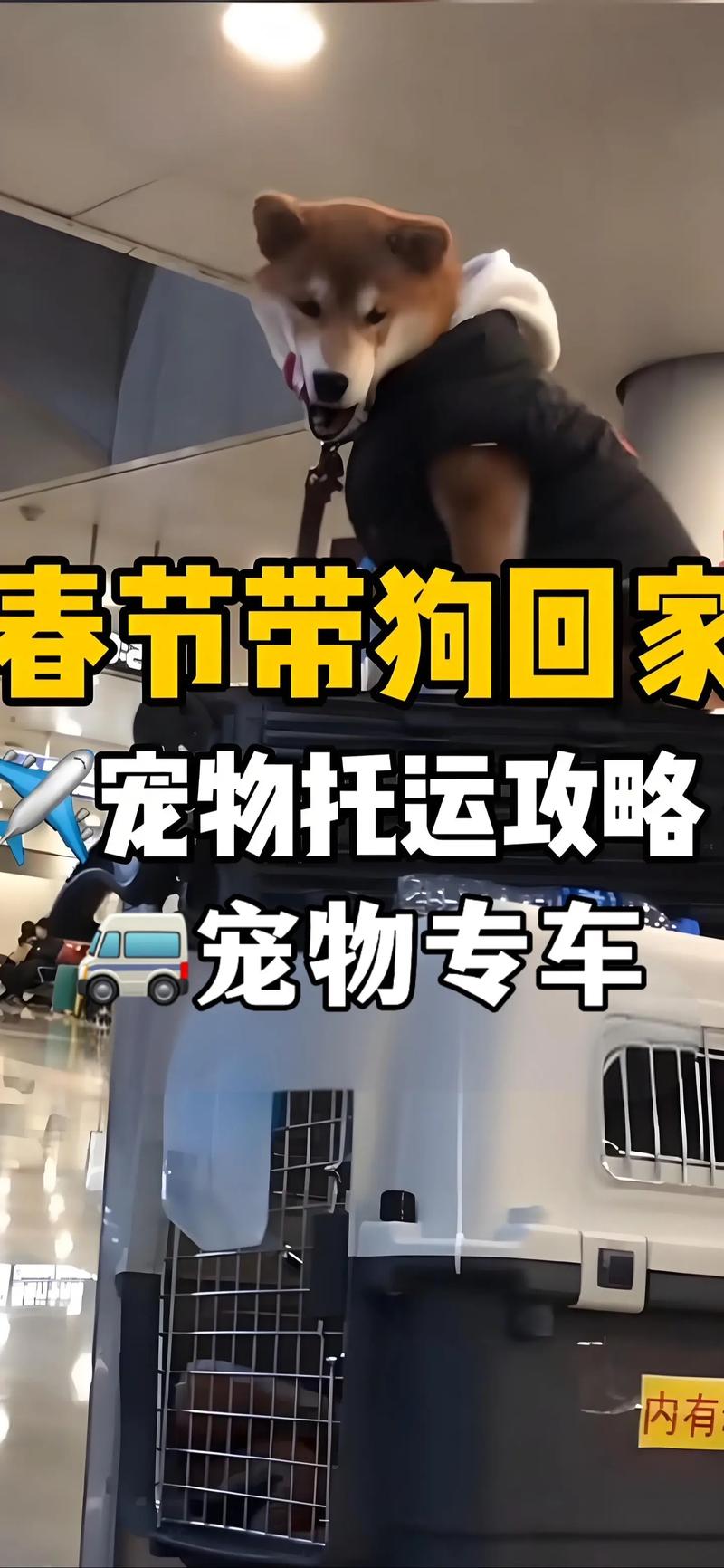 狗狗能发快递吗,狗狗能寄快递吗?-第2张图片-后鲨宠物 狗狗能发快递吗,狗狗能寄快递吗?-第2张图片-后鲨宠物