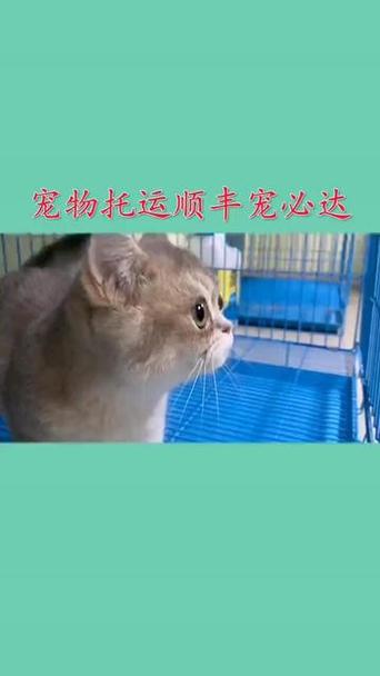 狗狗能发快递吗,狗狗能寄快递吗?-第5张图片-后鲨宠物 狗狗能发快递吗,狗狗能寄快递吗?-第5张图片-后鲨宠物