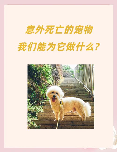 怎么接受狗狗的离去,怎么接受狗狗的离去的信息-第4张图片-后鲨宠物 怎么接受狗狗的离去,怎么接受狗狗的离去的信息-第4张图片-后鲨宠物