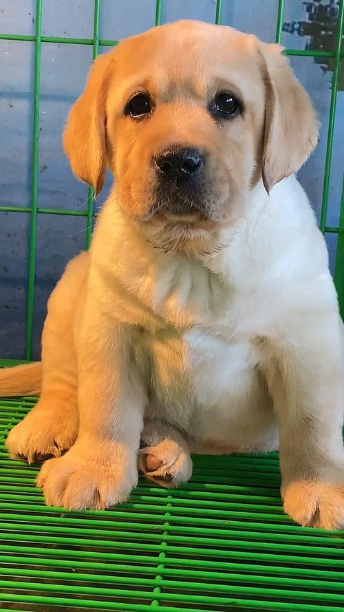 三个月狗狗一天拉几次_3个月的狗狗一天拉几次大便-第1张图片-后鲨宠物 三个月狗狗一天拉几次_3个月的狗狗一天拉几次大便-第1张图片-后鲨宠物