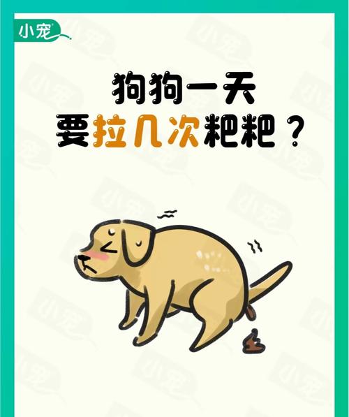 三个月狗狗一天拉几次_3个月的狗狗一天拉几次大便-第3张图片-后鲨宠物 三个月狗狗一天拉几次_3个月的狗狗一天拉几次大便-第3张图片-后鲨宠物