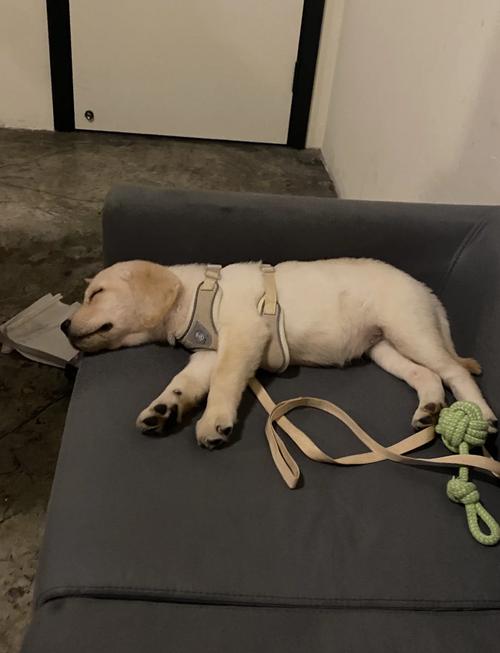 三个月狗狗一天拉几次_3个月的狗狗一天拉几次大便-第6张图片-后鲨宠物 三个月狗狗一天拉几次_3个月的狗狗一天拉几次大便-第6张图片-后鲨宠物