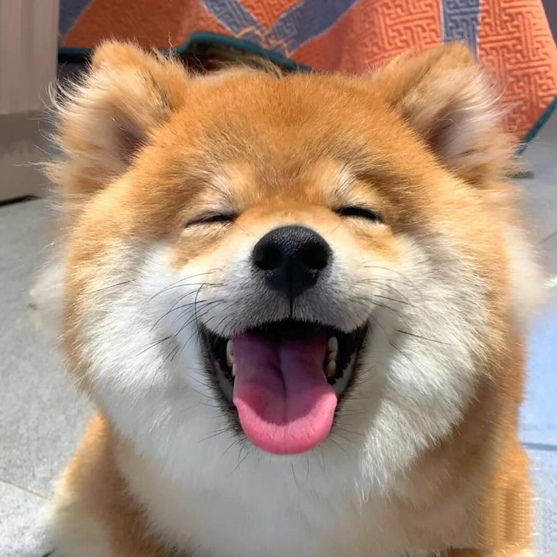 狗狗可以吃旺仔小馒头吗,狗能吃旺仔小馒头作为训狗零食吗?-第4张图片-后鲨宠物 狗狗可以吃旺仔小馒头吗,狗能吃旺仔小馒头作为训狗零食吗?-第4张图片-后鲨宠物