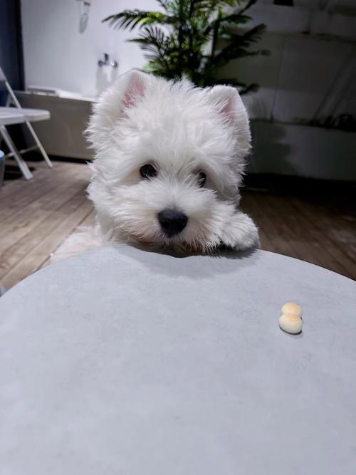 狗狗可以吃旺仔小馒头吗,狗能吃旺仔小馒头作为训狗零食吗?-第5张图片-后鲨宠物 狗狗可以吃旺仔小馒头吗,狗能吃旺仔小馒头作为训狗零食吗?-第5张图片-后鲨宠物