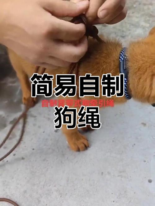 狗狗伸缩牵引绳怎么修_狗狗牵引绳收缩不起怎么办-第4张图片-后鲨宠物 狗狗伸缩牵引绳怎么修_狗狗牵引绳收缩不起怎么办-第4张图片-后鲨宠物