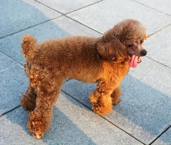 泰迪狗狗可以吃西瓜吗_泰迪能吃西瓜么-第3张图片-后鲨宠物 泰迪狗狗可以吃西瓜吗_泰迪能吃西瓜么-第3张图片-后鲨宠物