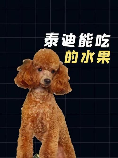 泰迪狗狗可以吃西瓜吗_泰迪能吃西瓜么-第4张图片-后鲨宠物 泰迪狗狗可以吃西瓜吗_泰迪能吃西瓜么-第4张图片-后鲨宠物