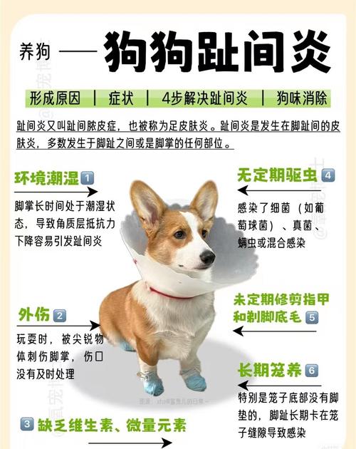 狗狗得趾间炎怎么办,狗狗趾间炎能根治吗?-第4张图片-后鲨宠物 狗狗得趾间炎怎么办,狗狗趾间炎能根治吗?-第4张图片-后鲨宠物