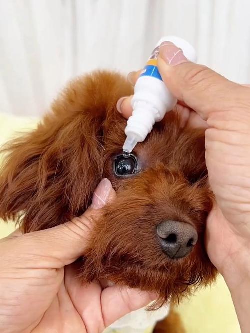 狗狗能用人哪种眼药水_狗狗眼睛发炎会自愈吗-第3张图片-后鲨宠物 狗狗能用人哪种眼药水_狗狗眼睛发炎会自愈吗-第3张图片-后鲨宠物