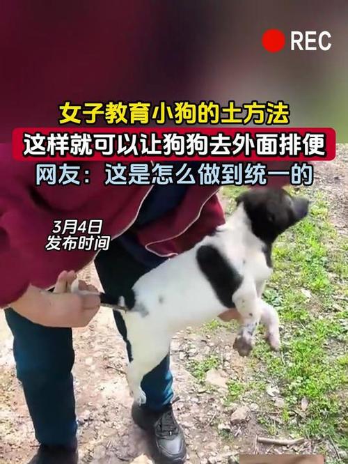 如何让狗狗拉屎_如何让狗狗拉屎快-第4张图片-后鲨宠物 如何让狗狗拉屎_如何让狗狗拉屎快-第4张图片-后鲨宠物