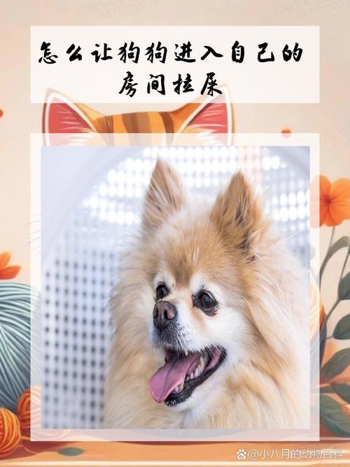 如何让狗狗拉屎_如何让狗狗拉屎快-第5张图片-后鲨宠物 如何让狗狗拉屎_如何让狗狗拉屎快-第5张图片-后鲨宠物