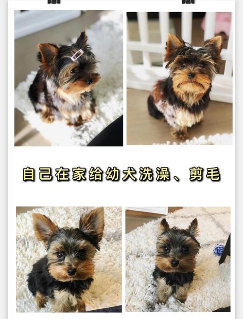 怎么给狗狗剪毛_怎么给狗狗剪毛不被咬-第2张图片-后鲨宠物 怎么给狗狗剪毛_怎么给狗狗剪毛不被咬-第2张图片-后鲨宠物