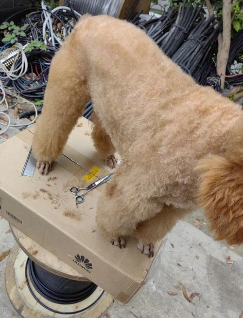 怎么给狗狗剪毛_怎么给狗狗剪毛不被咬-第3张图片-后鲨宠物 怎么给狗狗剪毛_怎么给狗狗剪毛不被咬-第3张图片-后鲨宠物