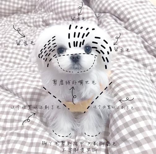 怎么给狗狗剪毛_怎么给狗狗剪毛不被咬-第4张图片-后鲨宠物 怎么给狗狗剪毛_怎么给狗狗剪毛不被咬-第4张图片-后鲨宠物