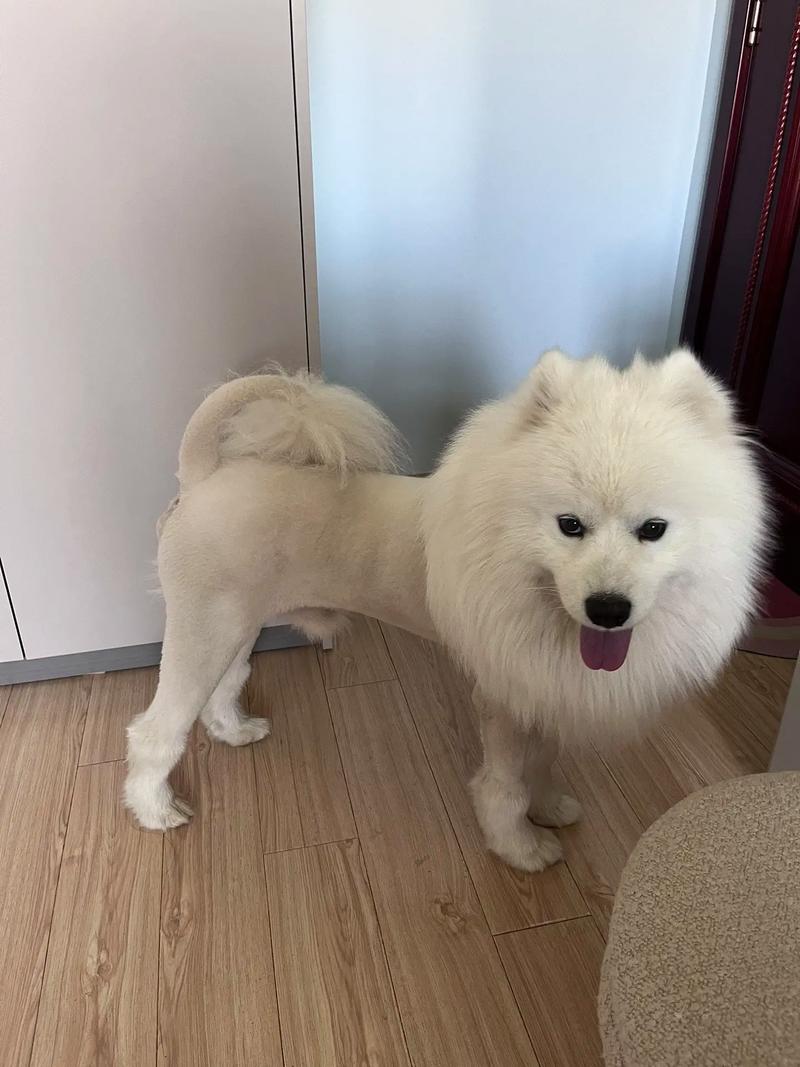 怎么给狗狗剪毛_怎么给狗狗剪毛不被咬-第5张图片-后鲨宠物 怎么给狗狗剪毛_怎么给狗狗剪毛不被咬-第5张图片-后鲨宠物