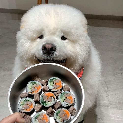 狗狗能吃紫菜吗_狗狗能吃紫菜吗?-第1张图片-后鲨宠物 狗狗能吃紫菜吗_狗狗能吃紫菜吗?-第1张图片-后鲨宠物