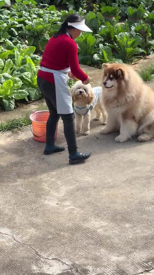 狗狗可以吃莴笋吗,狗可以吃莴笋么-第4张图片-后鲨宠物 狗狗可以吃莴笋吗,狗可以吃莴笋么-第4张图片-后鲨宠物