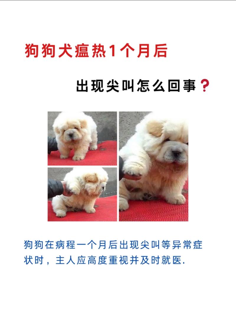 得犬瘟的狗狗能活多久_得犬瘟的狗狗死前征兆-第5张图片-后鲨宠物 得犬瘟的狗狗能活多久_得犬瘟的狗狗死前征兆-第5张图片-后鲨宠物