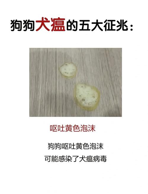 狗狗犬瘟的前兆,狗狗犬瘟的症状有哪些症状?-第1张图片-后鲨宠物 狗狗犬瘟的前兆,狗狗犬瘟的症状有哪些症状?-第1张图片-后鲨宠物