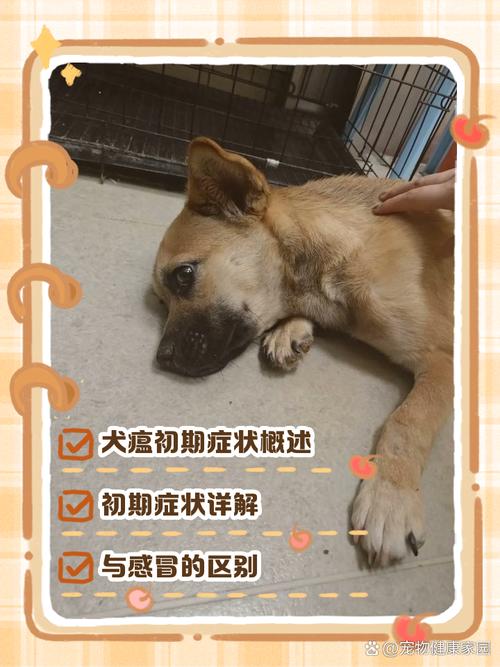 狗狗犬瘟的前兆,狗狗犬瘟的症状有哪些症状?-第5张图片-后鲨宠物 狗狗犬瘟的前兆,狗狗犬瘟的症状有哪些症状?-第5张图片-后鲨宠物