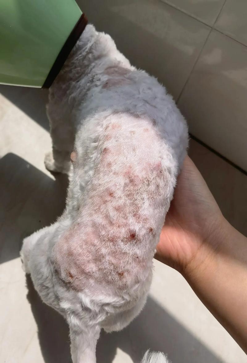 狗狗身上的寄生虫有哪些,狗狗身上的寄生虫是什么?-第2张图片-后鲨宠物 狗狗身上的寄生虫有哪些,狗狗身上的寄生虫是什么?-第2张图片-后鲨宠物