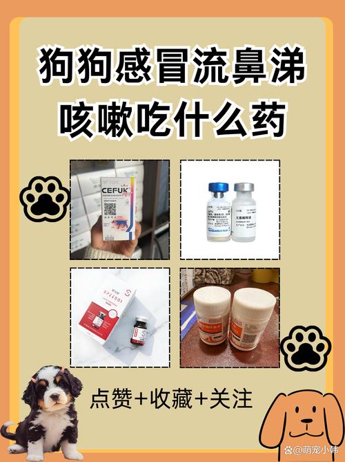 狗狗咳嗽流鼻涕怎么办_狗狗感冒咳嗽流鼻涕吃什么药-第2张图片-后鲨宠物 狗狗咳嗽流鼻涕怎么办_狗狗感冒咳嗽流鼻涕吃什么药-第2张图片-后鲨宠物