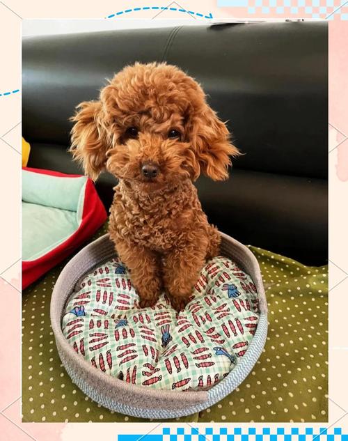 狗狗吃什么美毛_狗狗吃什么美毛,增肥-第4张图片-后鲨宠物 狗狗吃什么美毛_狗狗吃什么美毛,增肥-第4张图片-后鲨宠物