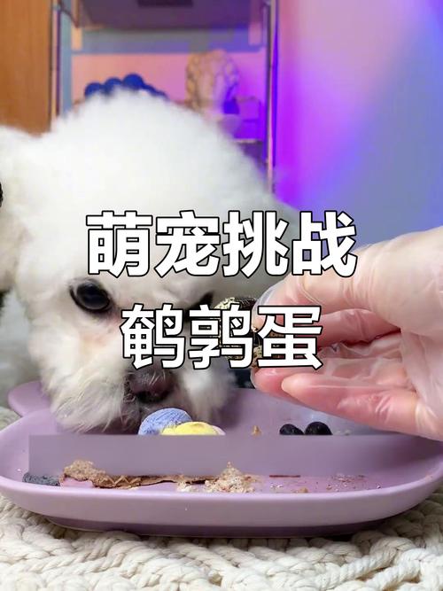 狗狗可以吃鹌鹑蛋吗_宠物狗可以吃鹌鹑蛋吗-第1张图片-后鲨宠物 狗狗可以吃鹌鹑蛋吗_宠物狗可以吃鹌鹑蛋吗-第1张图片-后鲨宠物
