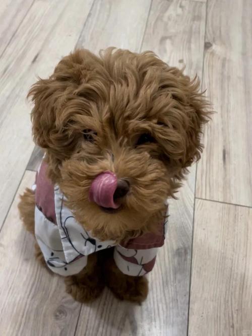 狗狗可以吃鹌鹑蛋吗_宠物狗可以吃鹌鹑蛋吗-第2张图片-后鲨宠物 狗狗可以吃鹌鹑蛋吗_宠物狗可以吃鹌鹑蛋吗-第2张图片-后鲨宠物