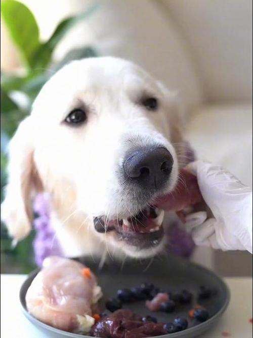 狗狗可以吃鹌鹑蛋吗_宠物狗可以吃鹌鹑蛋吗-第3张图片-后鲨宠物 狗狗可以吃鹌鹑蛋吗_宠物狗可以吃鹌鹑蛋吗-第3张图片-后鲨宠物