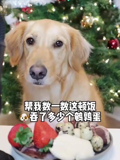 狗狗可以吃鹌鹑蛋吗_宠物狗可以吃鹌鹑蛋吗-第5张图片-后鲨宠物 狗狗可以吃鹌鹑蛋吗_宠物狗可以吃鹌鹑蛋吗-第5张图片-后鲨宠物